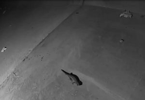Great Crested Newts moving through tunnel, East Anglia