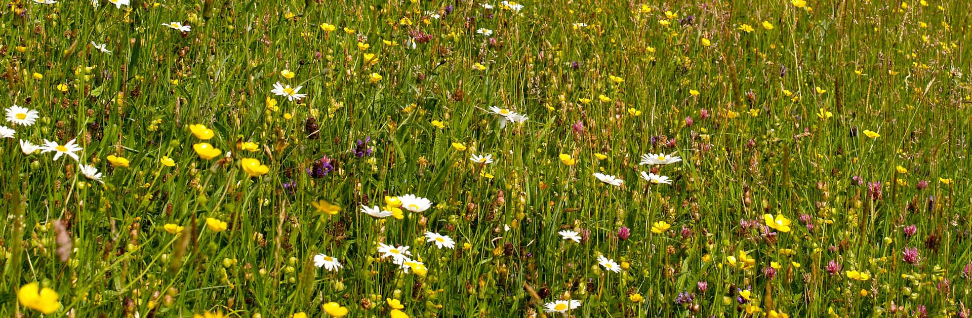 Ecological Impact Assessment